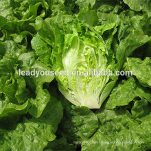 MLT02 Xinpin green wrinkled leaves high yield lettuce seeds china